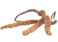 Cordyceps-sinensis